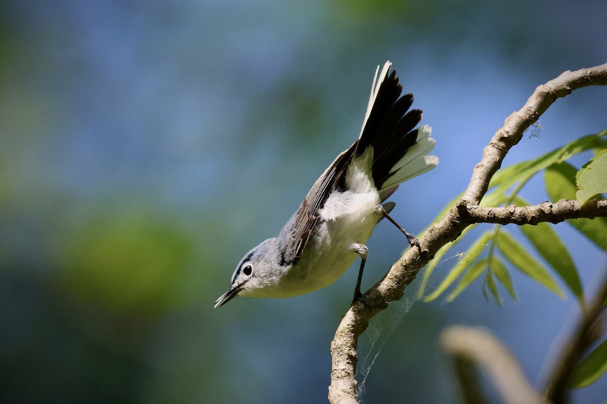 Blue-gray Gnatcatcher - Eric Leene