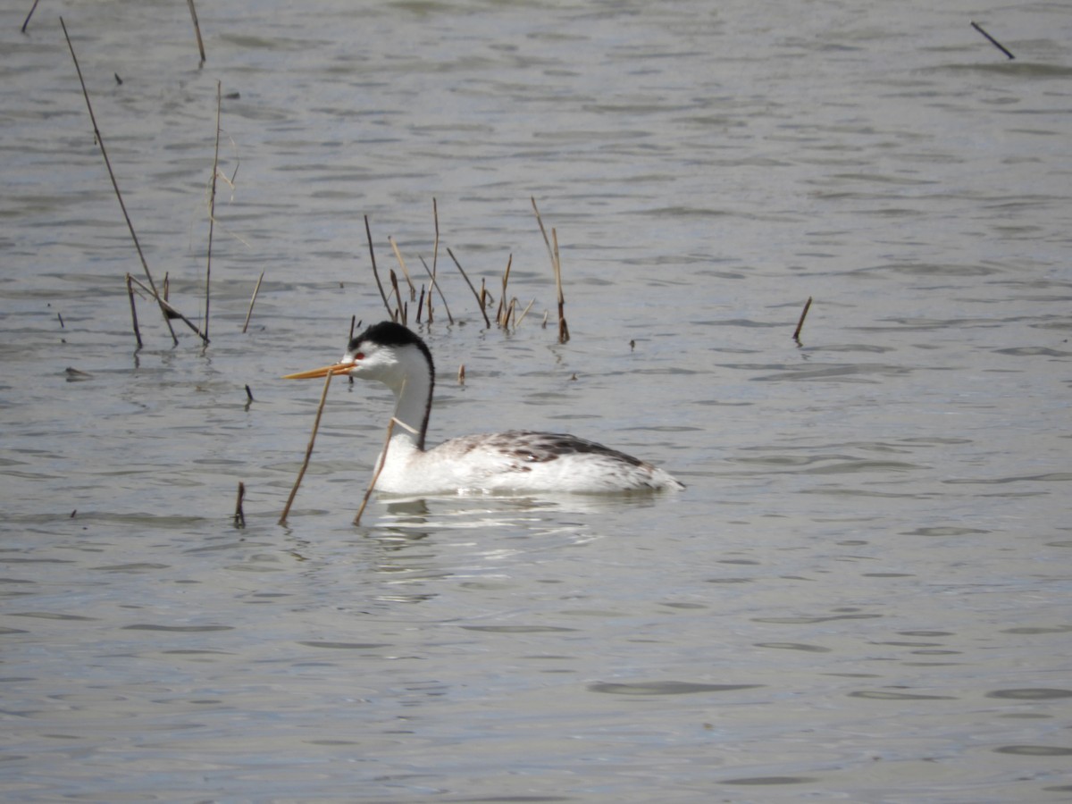 Clark's Grebe - Thomas Bürgi