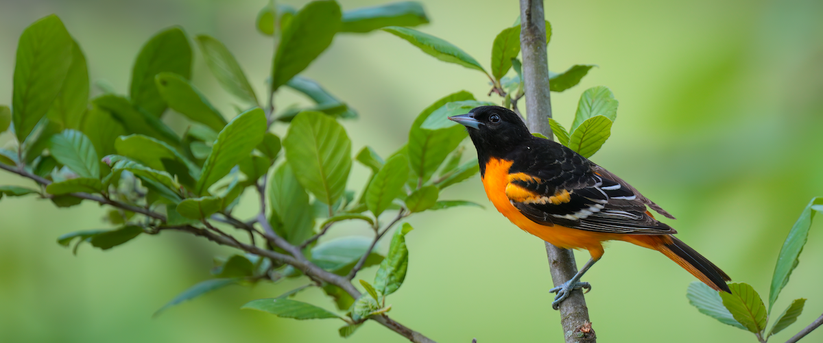 Baltimore Oriole - Zachary Vaughan