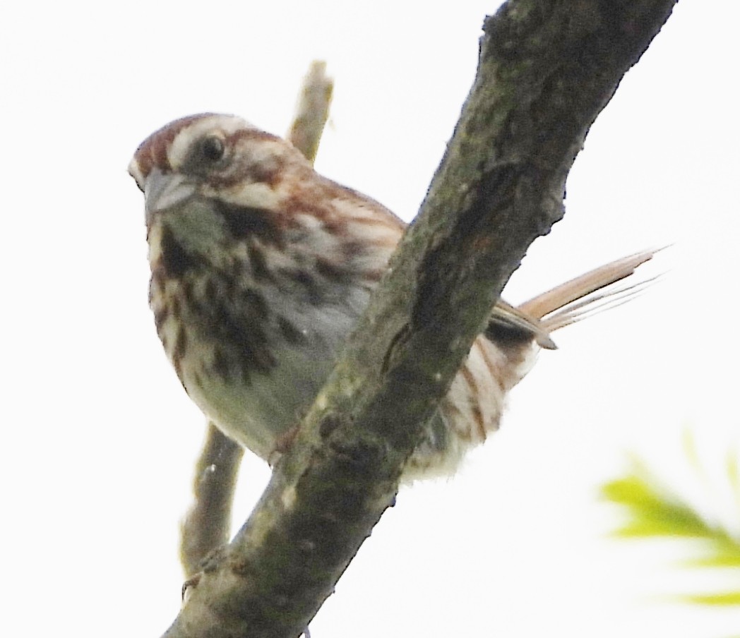 Song Sparrow - alan murray