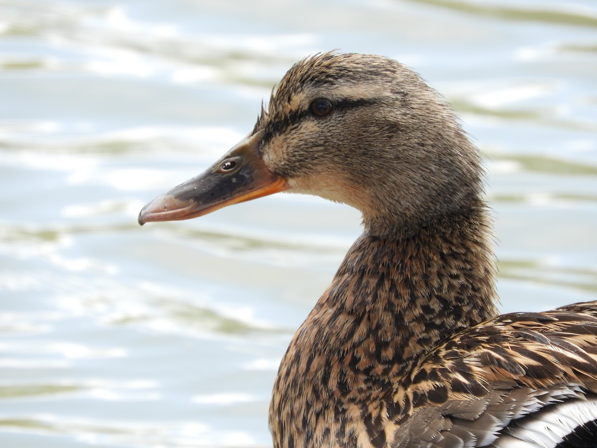 Mallard - Thomas Bürgi