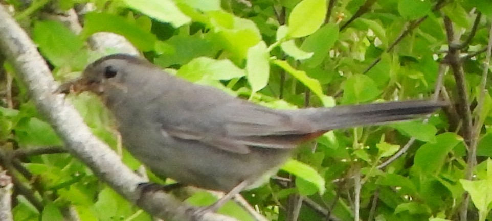 Gray Catbird - alan murray