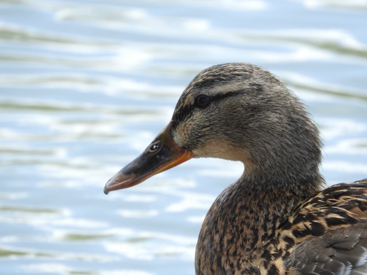 Mallard - Thomas Bürgi