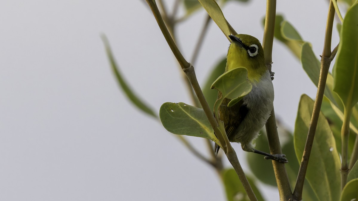 Swinhoe's White-eye - Robert Tizard