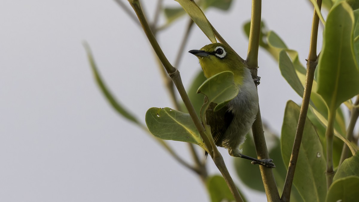 Swinhoe's White-eye - Robert Tizard