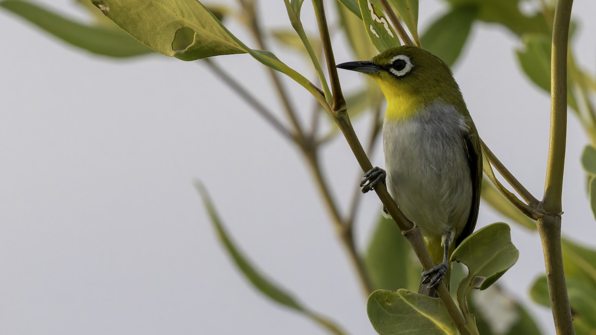 Swinhoe's White-eye - Robert Tizard