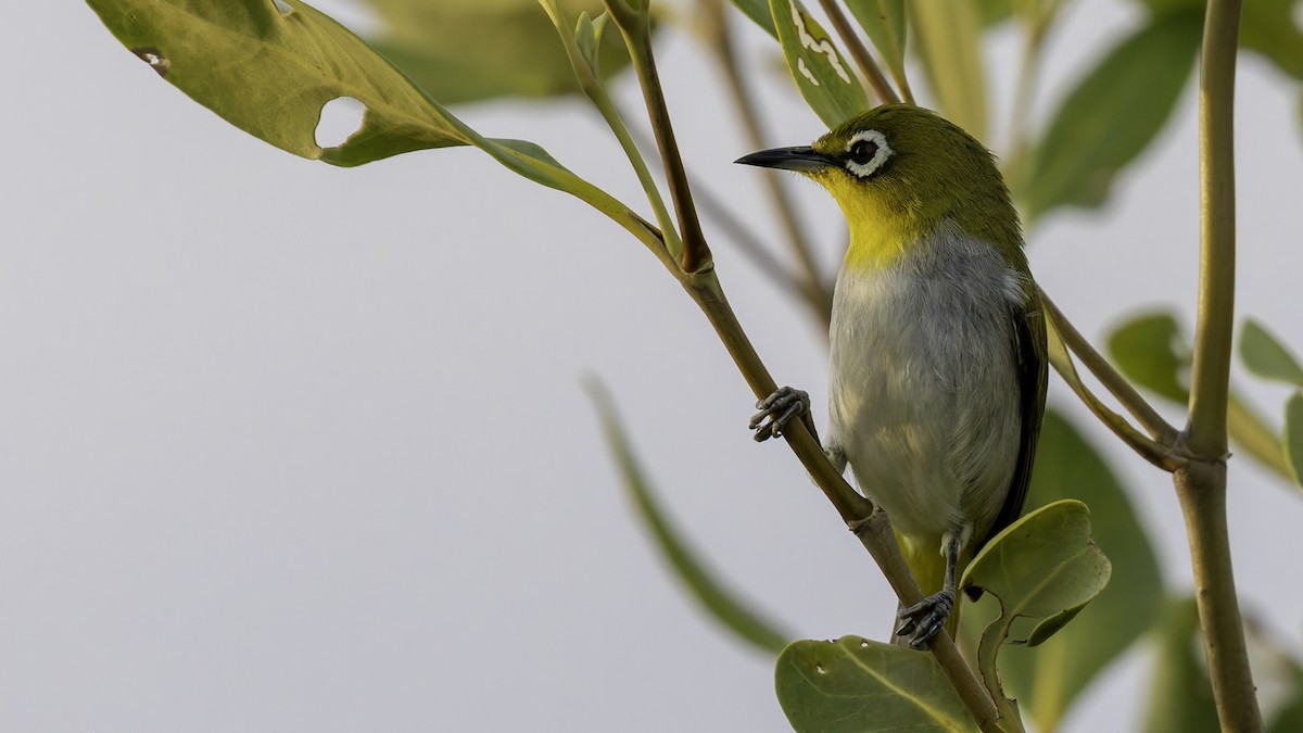 Swinhoe's White-eye - Robert Tizard