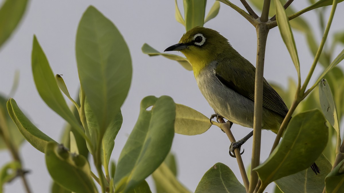 Swinhoe's White-eye - Robert Tizard