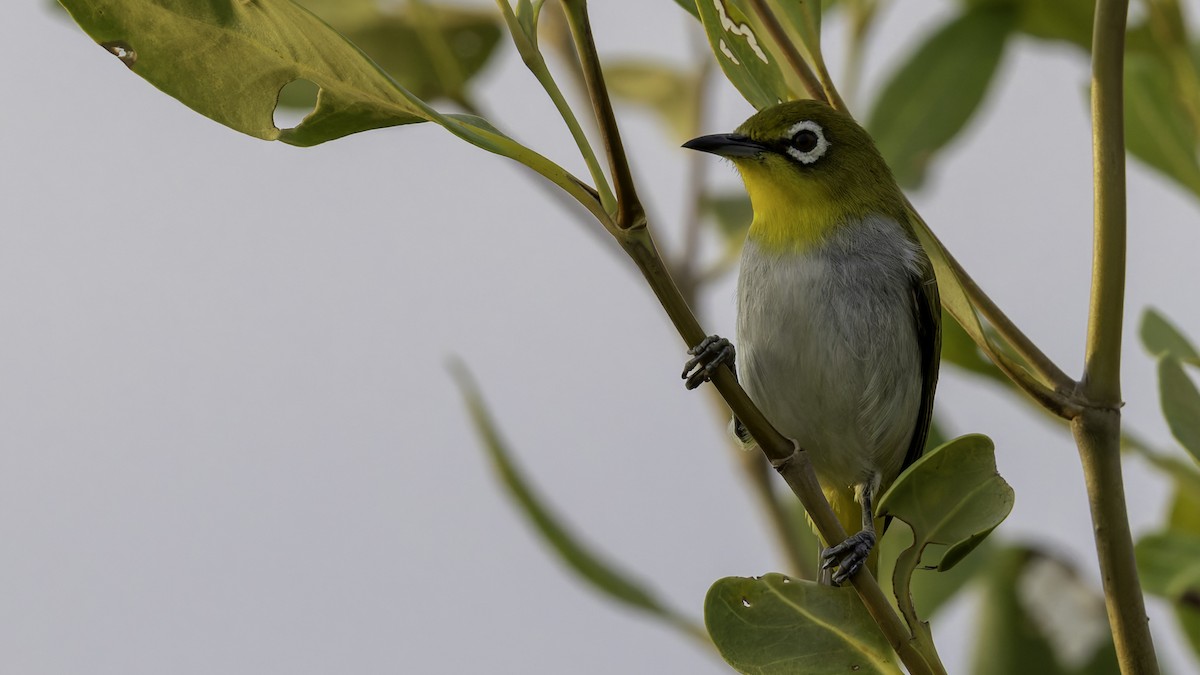 Swinhoe's White-eye - Robert Tizard