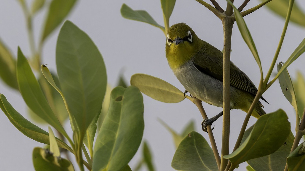 Swinhoe's White-eye - Robert Tizard