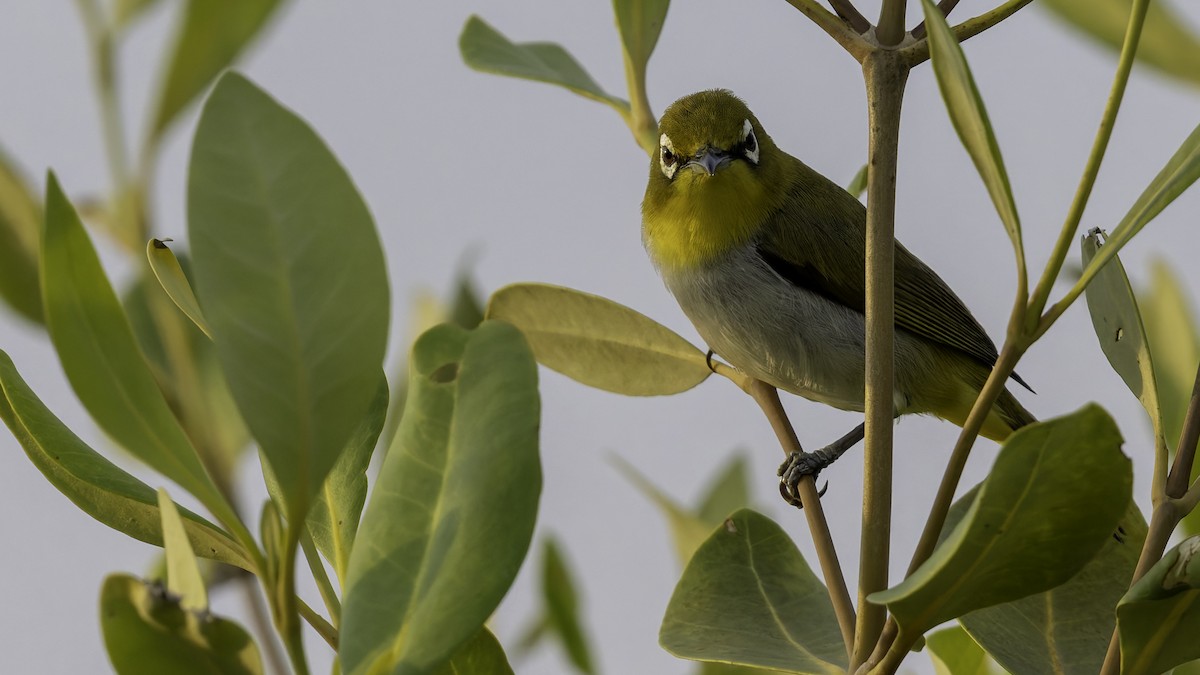 Swinhoe's White-eye - Robert Tizard