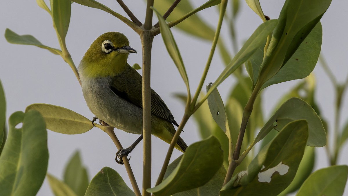 Swinhoe's White-eye - Robert Tizard