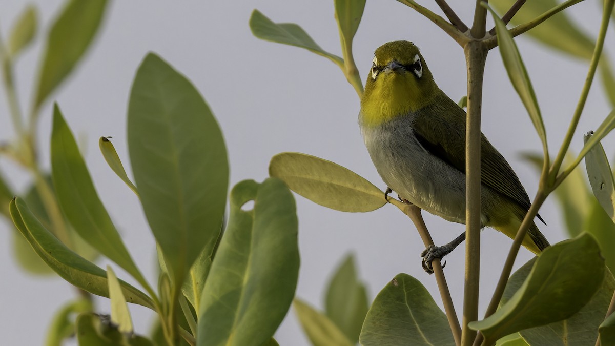 Swinhoe's White-eye - Robert Tizard