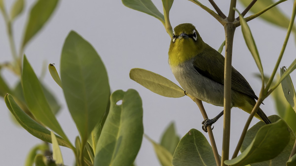 Swinhoe's White-eye - Robert Tizard