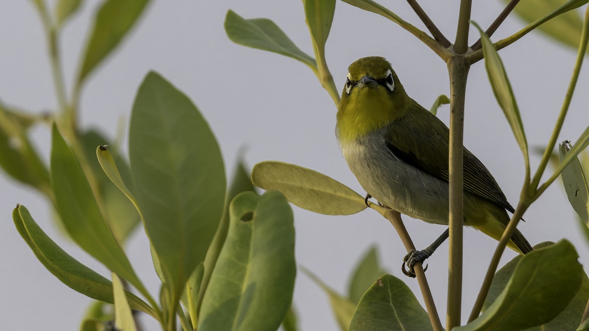 Swinhoe's White-eye - Robert Tizard