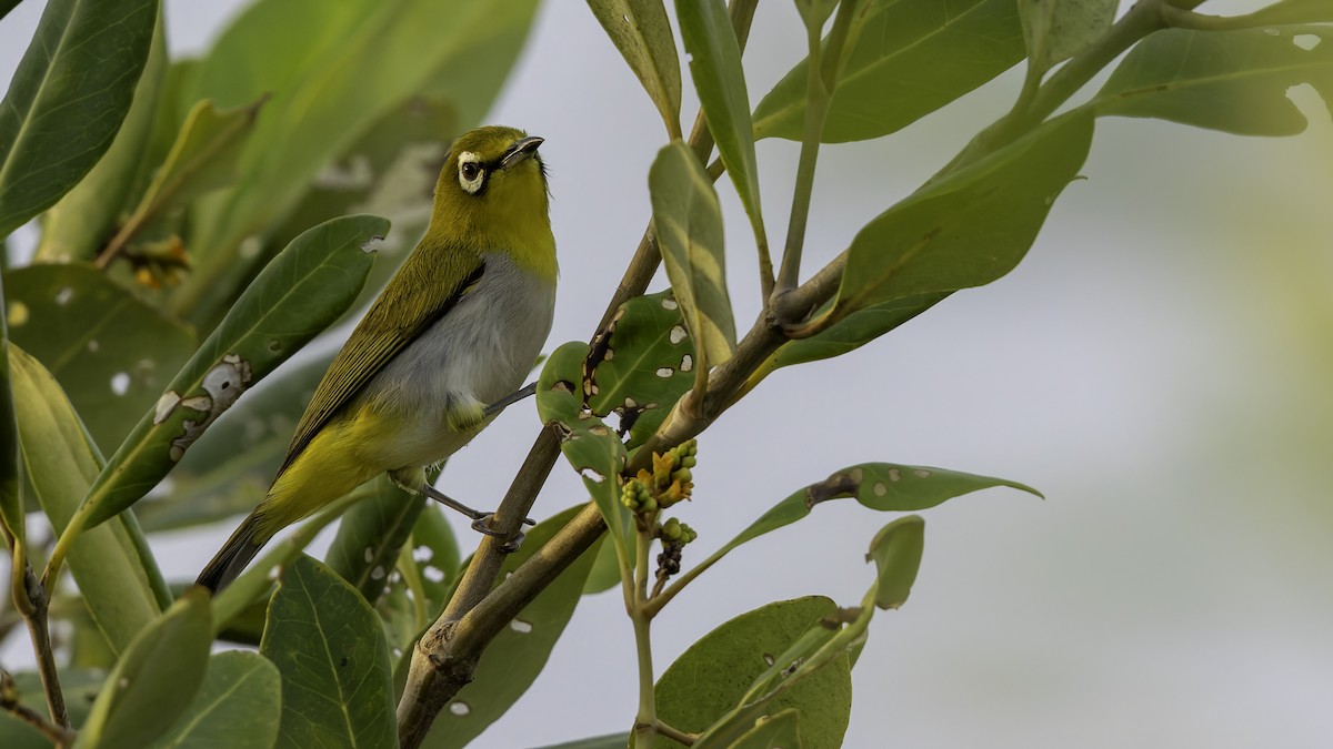 Swinhoe's White-eye - Robert Tizard