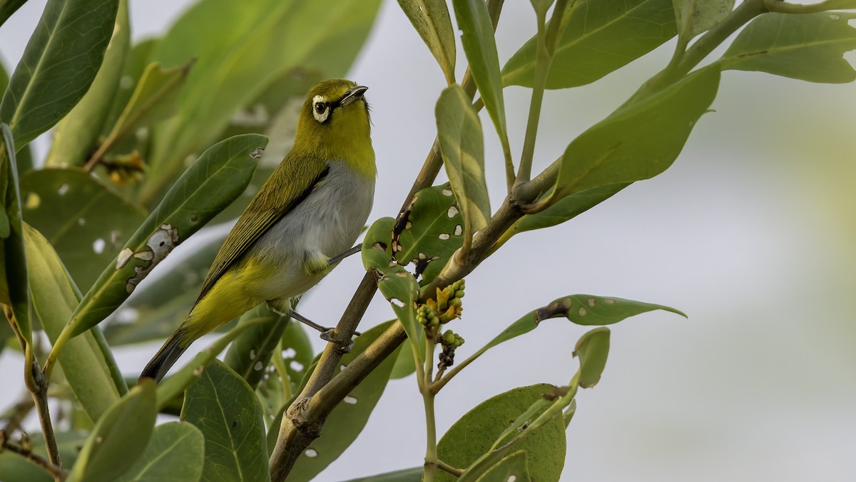 Swinhoe's White-eye - Robert Tizard