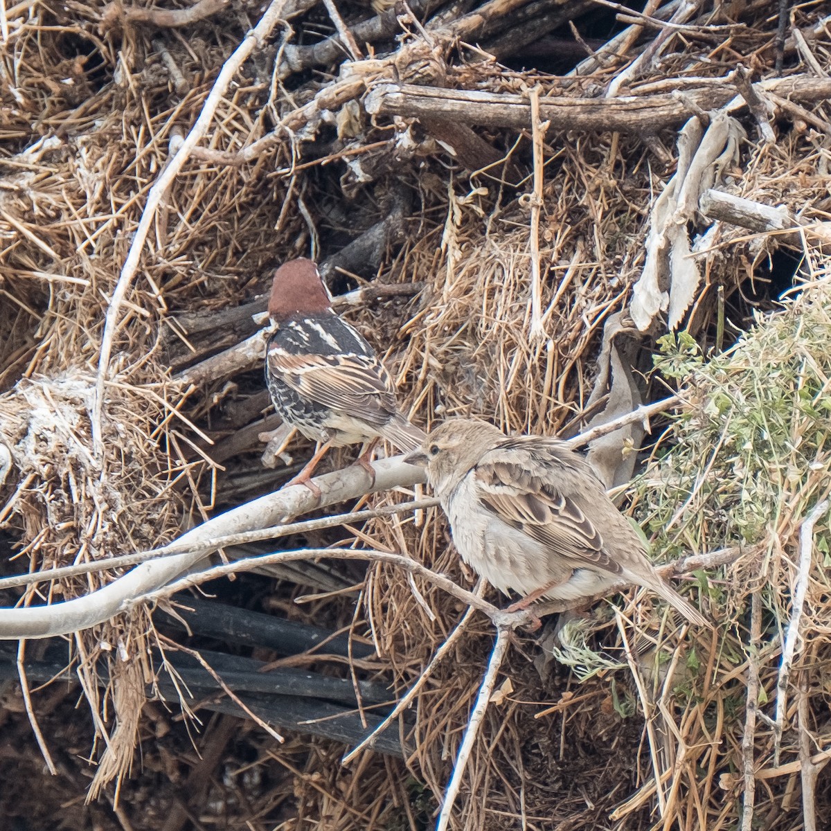 Spanish Sparrow - Daria Semenova