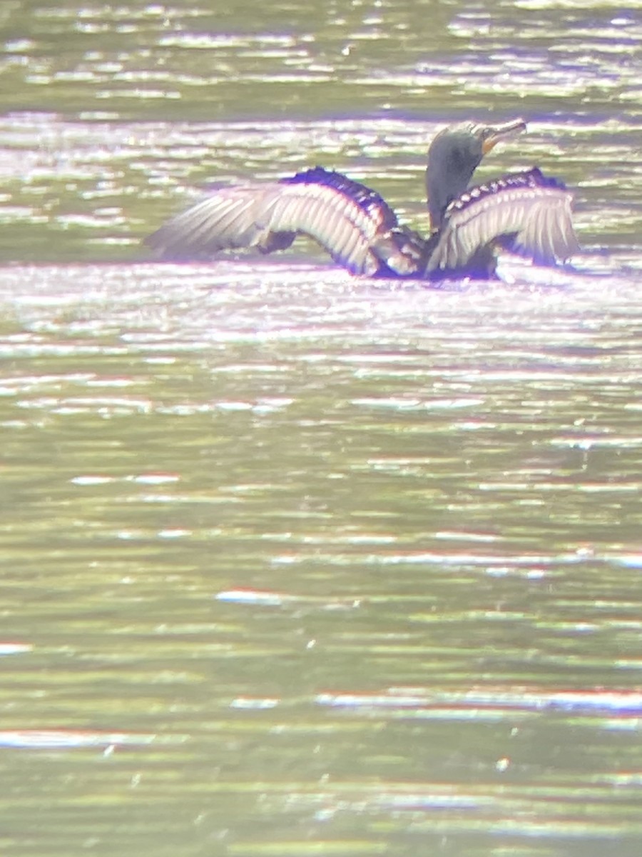 Double-crested Cormorant - Monica Powers