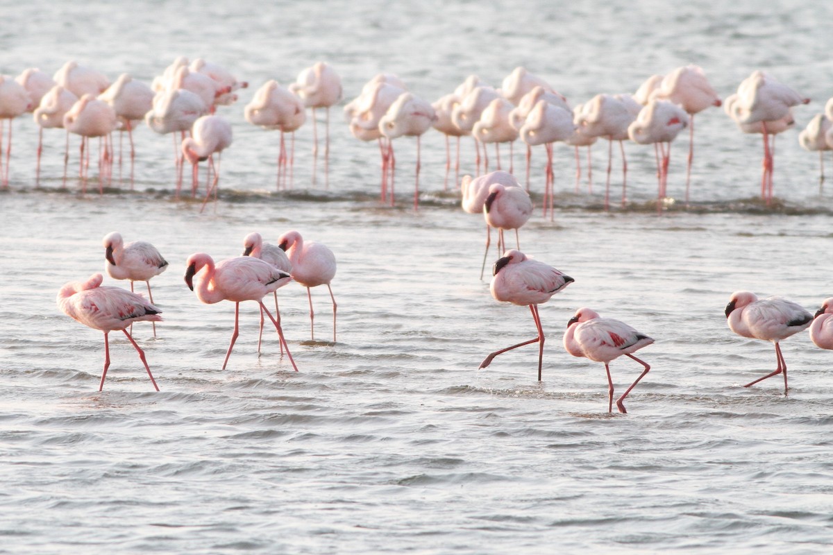 Lesser Flamingo - Alex Bayly