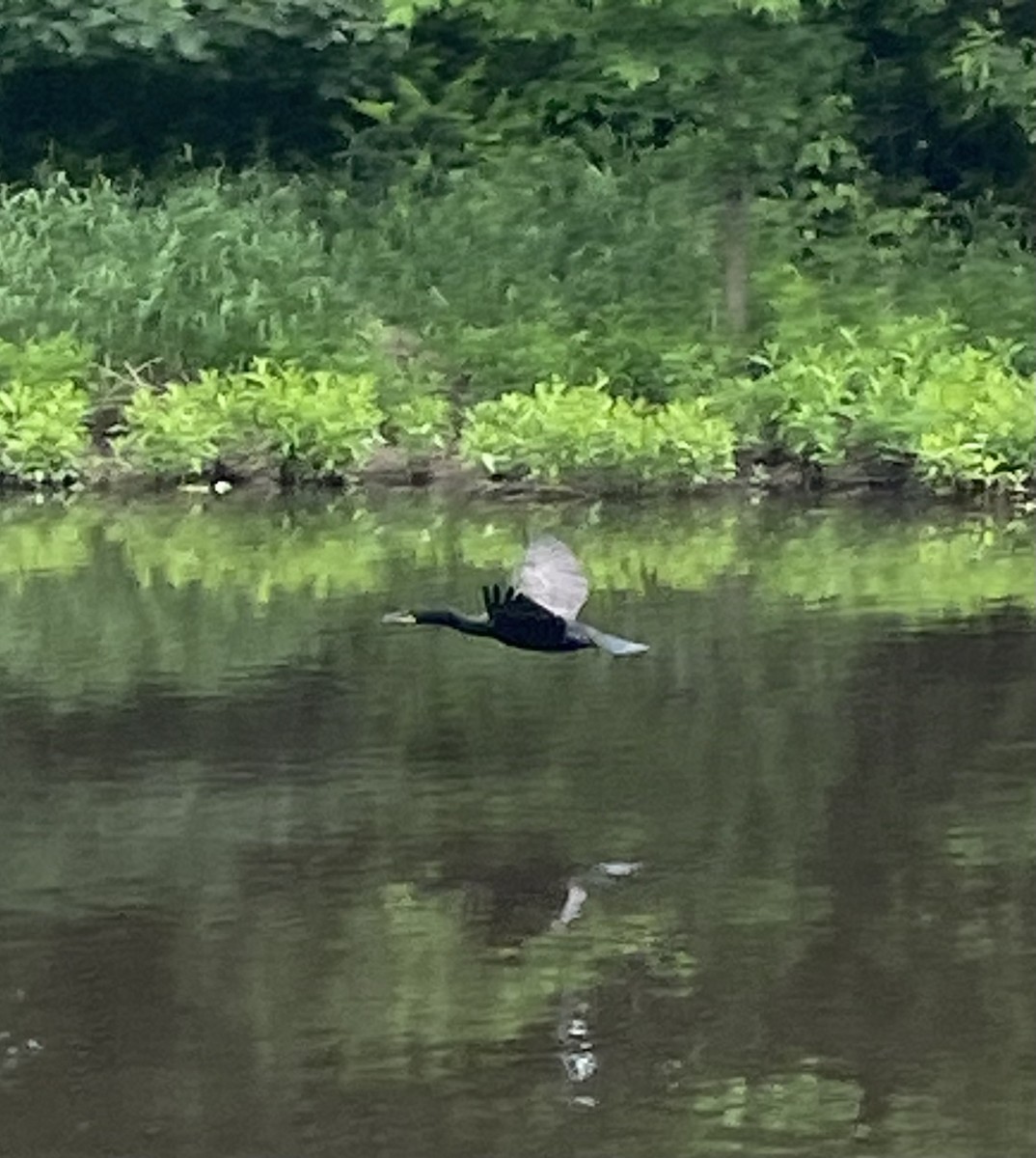 Double-crested Cormorant - Monica Powers