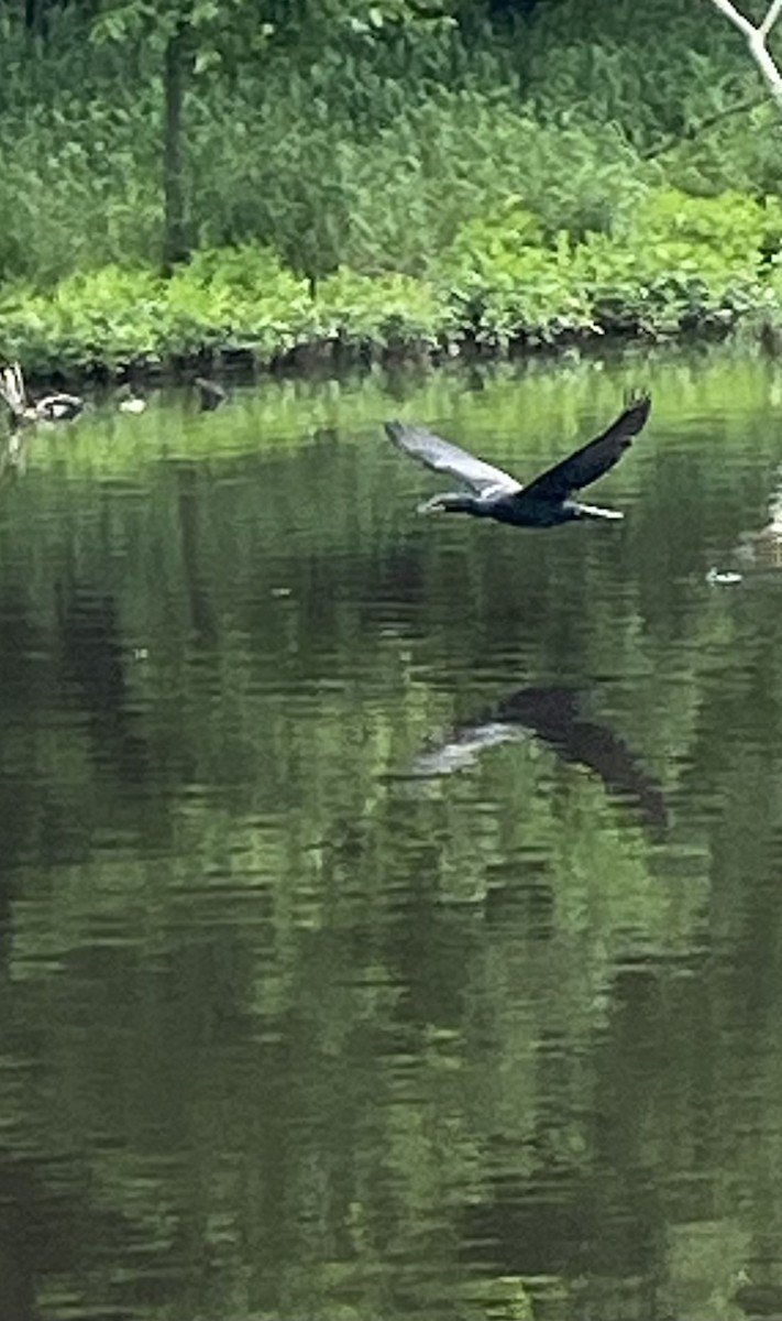 Double-crested Cormorant - Monica Powers