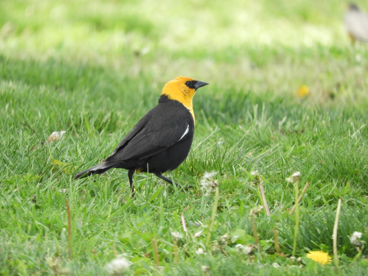 Yellow-headed Blackbird - Thomas Bürgi