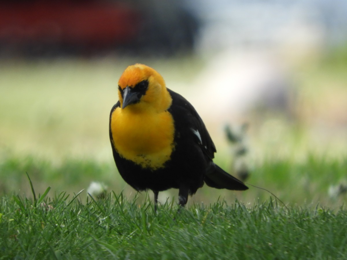 Yellow-headed Blackbird - Thomas Bürgi