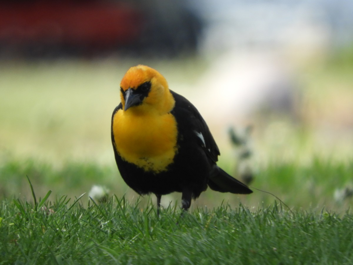 Yellow-headed Blackbird - ML619523741