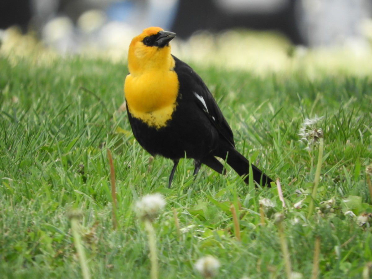 Yellow-headed Blackbird - Thomas Bürgi