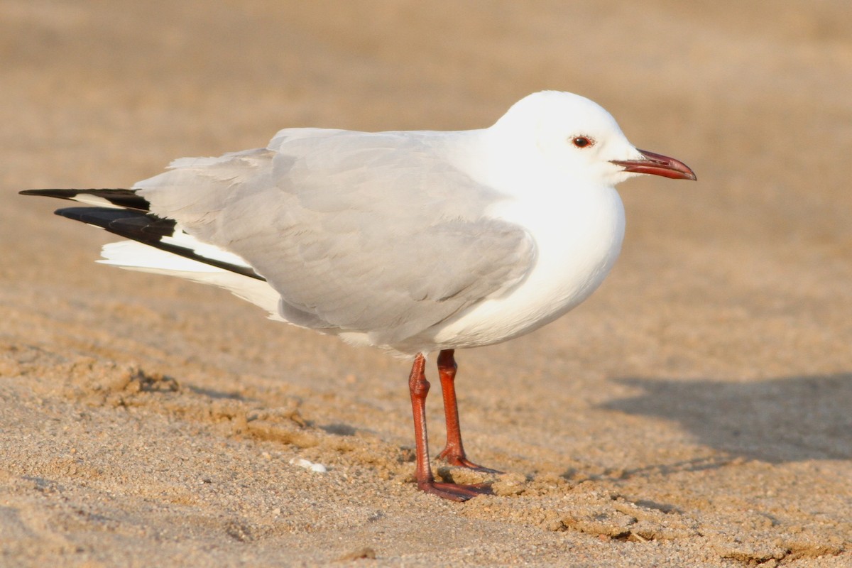 Gaviota Plateada Surafricana - ML619523748