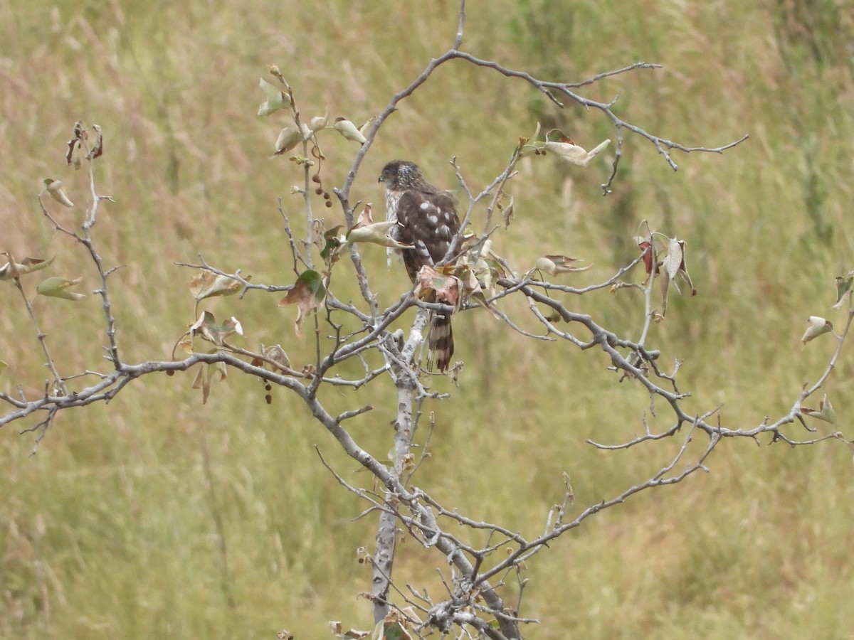 Cooper's Hawk - Christine Hogue