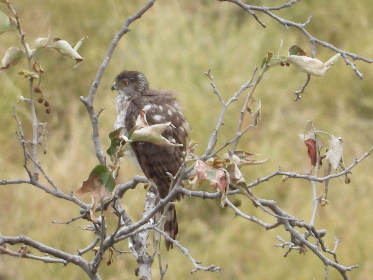 Cooper's Hawk - Christine Hogue