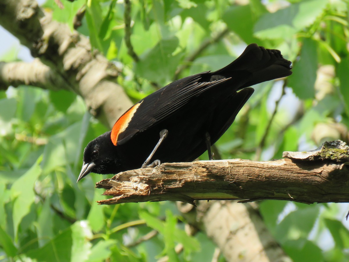 Red-winged Blackbird - Jonah Tamez