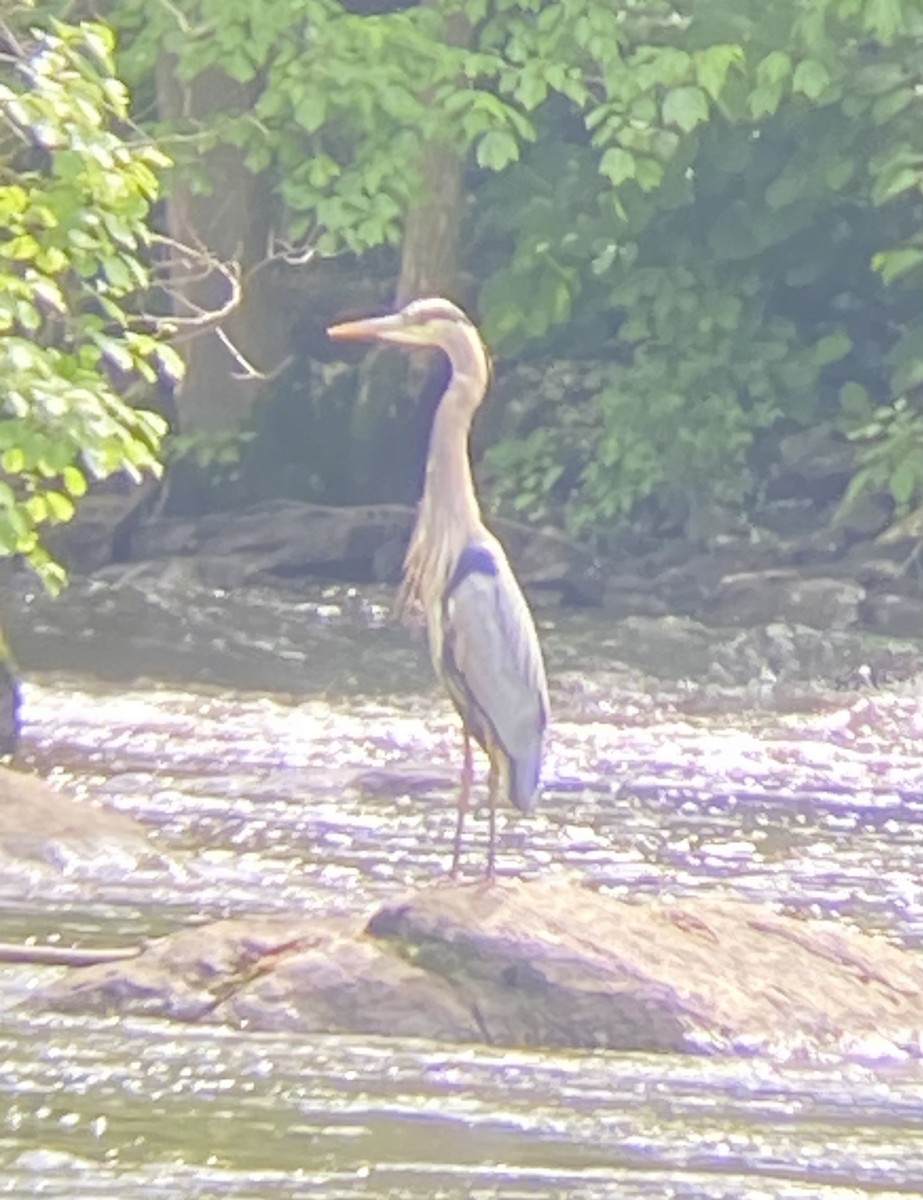 Great Blue Heron - Monica Powers 🦉