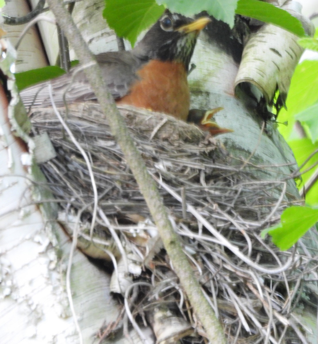 American Robin - alan murray