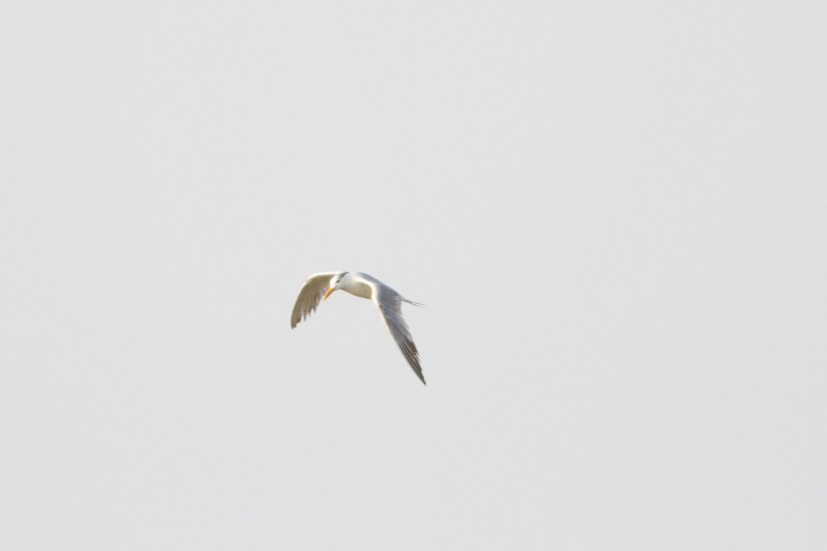 Great Crested Tern - Alex Bayly