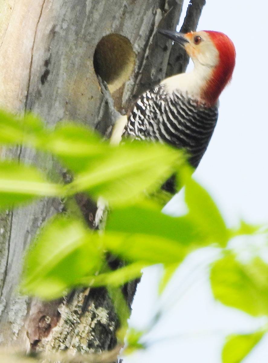 Red-bellied Woodpecker - alan murray