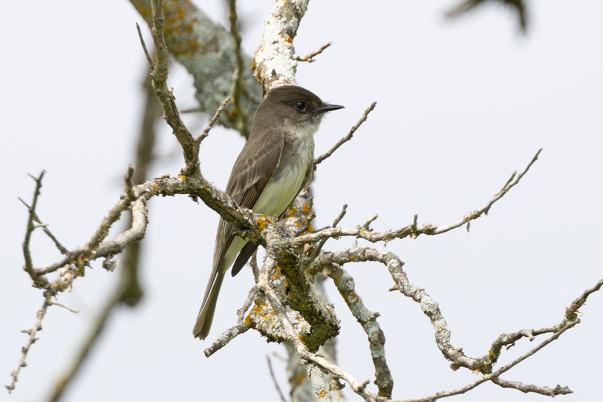 Eastern Phoebe - Edith Auchter