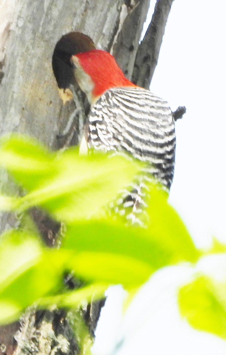 Red-bellied Woodpecker - alan murray