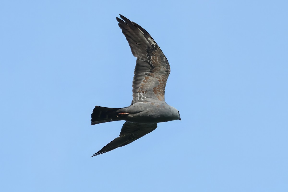 Mississippi Kite - Russ Ruffing