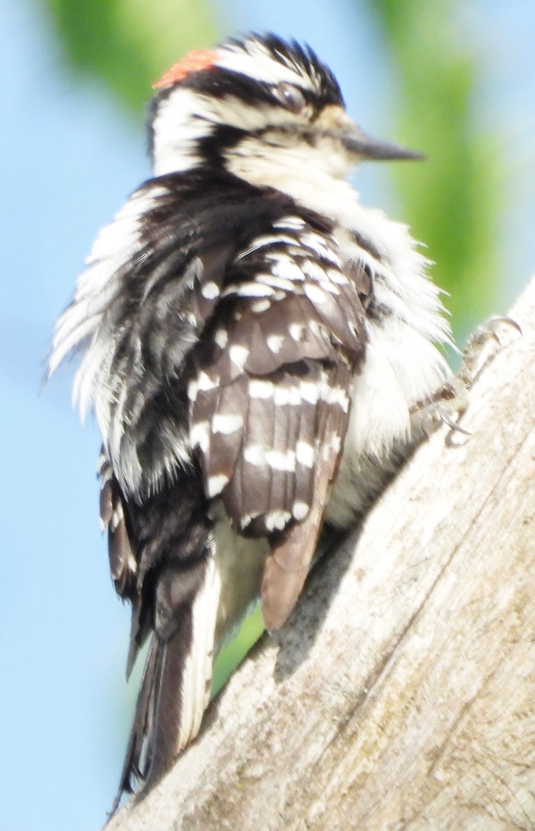 Downy Woodpecker - alan murray