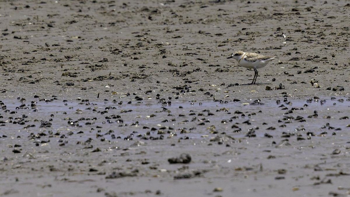 Malaysian Plover - Robert Tizard