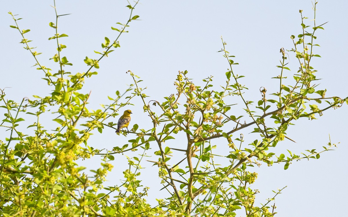 Yellow Penduline-Tit - ML619523797