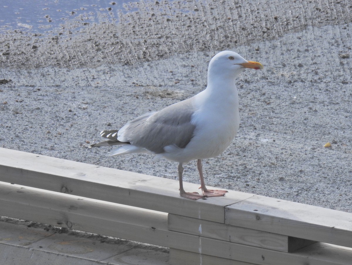 Herring Gull - Keith Gregoire