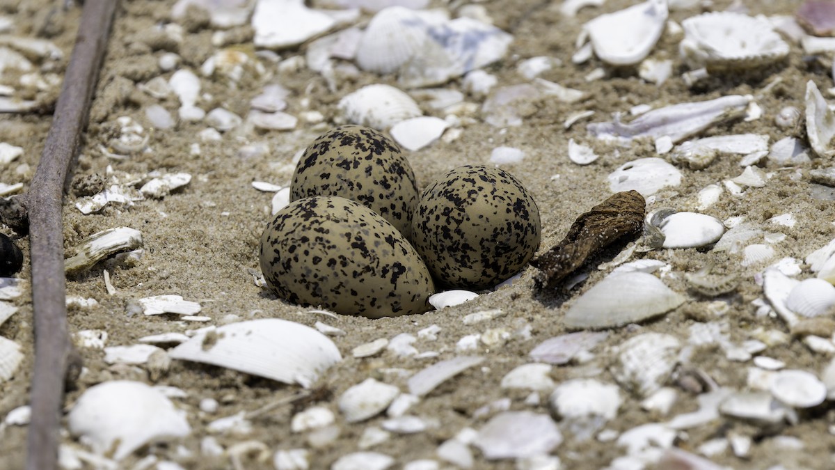 White-faced Plover - Robert Tizard