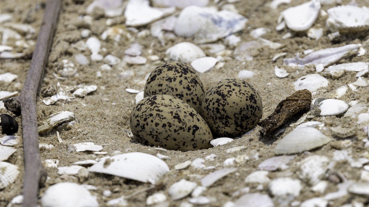 White-faced Plover - Robert Tizard