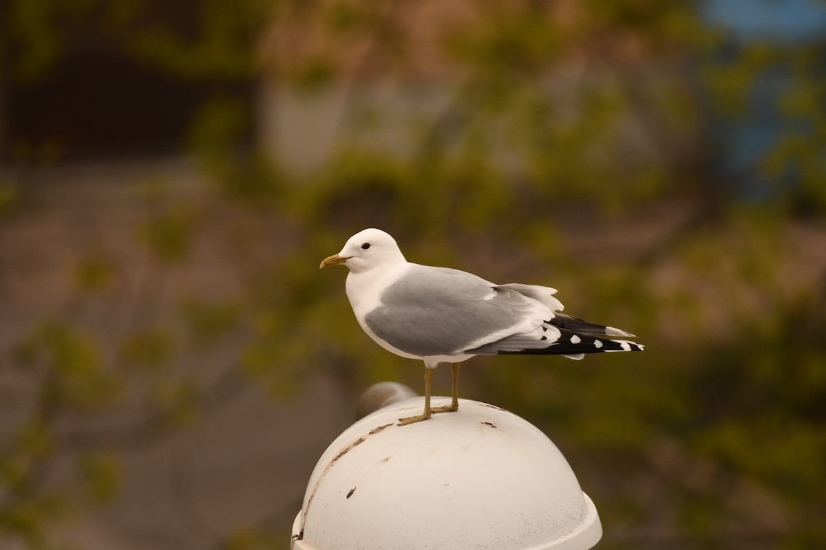 Common Gull - Sunanda Vinayachandran