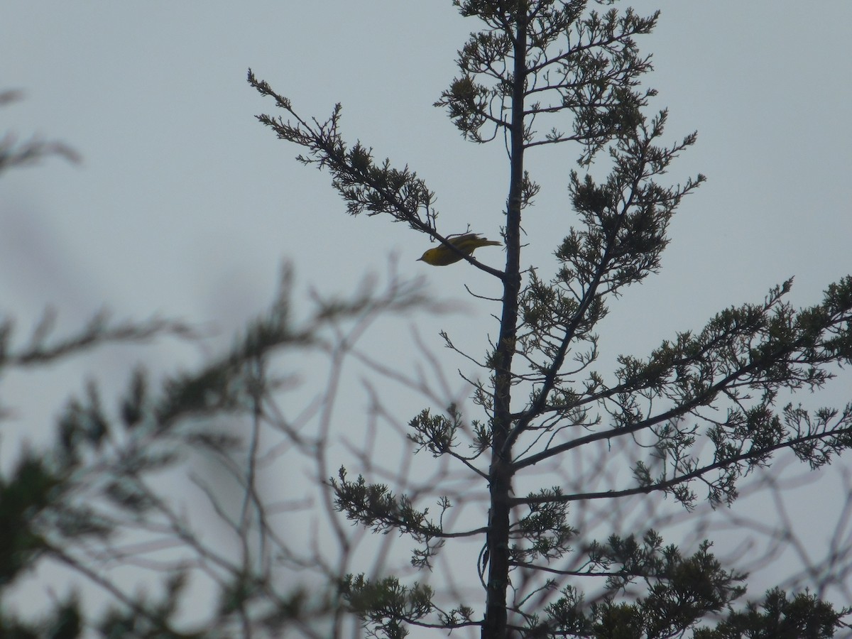 Wilson's Warbler - Arrow Z L