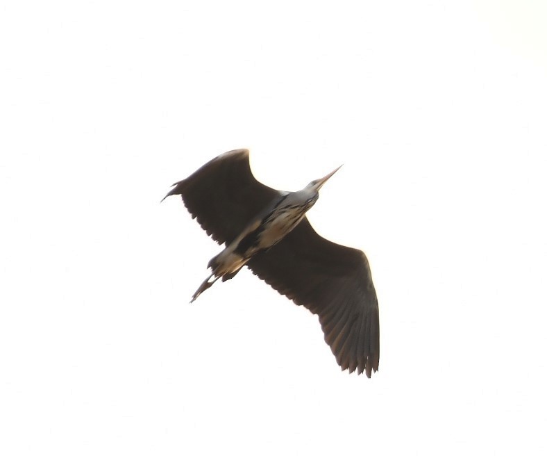Gray Heron - ML619523810